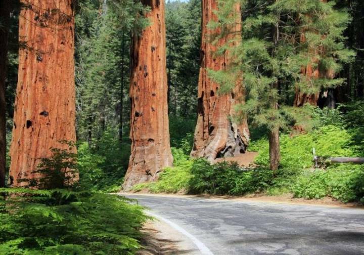 پارک ملی سکویا از جاذبه‌های طبیعی کالیفرنیا
